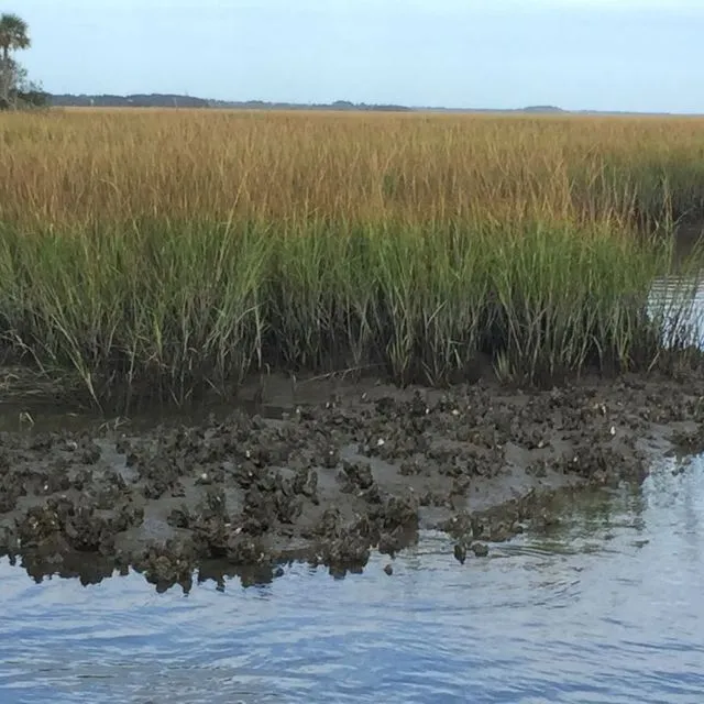 thumbnail for publication: How Ecosystem Services are Measured and Why it Matters for Florida